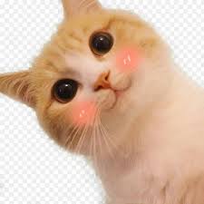 猫猫探头